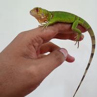 Gambar super red iguana baby HS dari Hobi Surabaya_NEW undefined 2 Tokopedia
