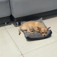 Gambar anjing chihuahua jantan dari Love pets petshop jogja undefined 3 Tokopedia