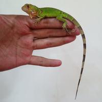 Gambar super red iguana baby HS dari Hobi Surabaya_NEW undefined 5 Tokopedia