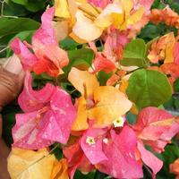 Gambar Tanaman Hias Bougenville Srikandi/Pohon Bougenville Srikandi dari GREEN FLOWER01 undefined 1 Tokopedia
