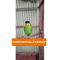 Gambar burung hias madi injap mewah mempesona dari masterankicaubirdshopp undefined 3 Tokopedia