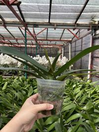Gambar Anggrek Bulan - Spike dari Ganthari Florist undefined 1 Tokopedia