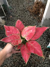 Gambar Tanaman hias aglaonema red anjamani dari Tokoku Berkahmu undefined 1 Tokopedia