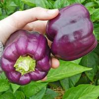 Gambar Paprika Purple Star benih dari kebun.emma undefined 1 Tokopedia
