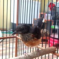 Gambar Murai trotol dari Zephyr Kicau undefined 1 Tokopedia