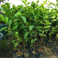 Gambar Bibit Tanaman Buah Jambu Biji Kristal Merah Okulasi Cepat Berbuah Tinggi 30-40 Cm Segar Nikmat Tanpa Biji Tebal Daging Cocok Pot & Perkebunan dari Kebunku Indah_NEW undefined 2 Tokopedia