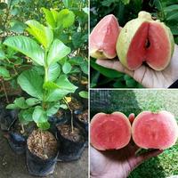Gambar Bibit Tanaman Buah Jambu Biji Kristal Merah Okulasi Cepat Berbuah Tinggi 30-40 Cm Segar Nikmat Tanpa Biji Tebal Daging Cocok Pot & Perkebunan dari Kebunku Indah_NEW undefined 1 Tokopedia