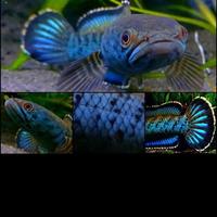 Gambar ikan channa pardalis meghalaya leopard grade A dari Meio Aquatic undefined 4 Tokopedia