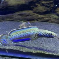 Gambar ikan channa pardalis meghalaya leopard grade A dari Meio Aquatic undefined 2 Tokopedia