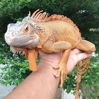 Gambar Super Red Iguana 1 dari Qlangenan Pet Shop undefined 3 Tokopedia