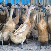 Gambar Bebek Peking Hidup 1.5 Kg - Up. dari Doyan daging Tanggerang undefined 1 Tokopedia