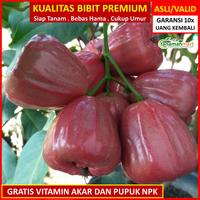 Gambar Bibit Tanaman Buah JAMBU AIR DALHARI 1 Meter dari TanamanMart Store undefined 1 Tokopedia