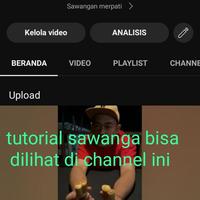 Gambar Sawangan burung merpati hantong dara sulingan peluit tengkorak dari sawanganmerpatiglory undefined 5 Tokopedia