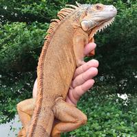 Gambar Super Red Iguana 1 dari Qlangenan Pet Shop undefined 2 Tokopedia