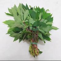 Gambar sayur daun singkong 1 ikat dari Jbm juragan bawang merah store undefined 1 Tokopedia
