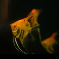 Gambar MANFISH RED DEVIL GOOD QUALITY SIZE BY REQUES dari DELIMAMERAHFARM STORE undefined 3 Tokopedia