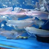 Gambar Arwana silver red grade A sortiran 30 cm - 20 CM dari onefish.id undefined 2 Tokopedia