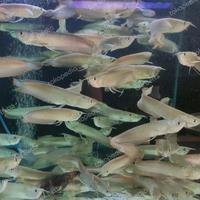Gambar Arwana silver red 20cm dari onefish.id undefined 1 Tokopedia