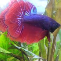 Gambar (Purbalingga) Betta Cupang dari Bangga Aquatic undefined 1 Tokopedia