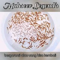 Gambar Ikan dewa/mahseer/kancera/jurung/tambra UK 25-30 cm dari MAHSEER MOGA undefined 1 Tokopedia