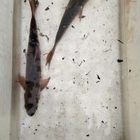 Gambar Ikan dewa/mahseer/kancera/jurung/tambra UK 25-30 cm dari MAHSEER MOGA undefined 4 Tokopedia