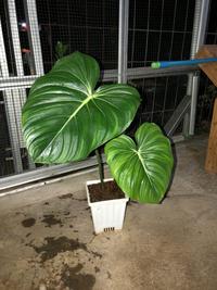 Gambar Tanaman hias philodendron pastazanum dari Tokoku Berkahmu undefined 1 Tokopedia