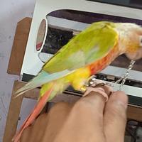 Gambar pineapple conure burung nuri jinak dari luak kampus petshop undefined 1 Tokopedia