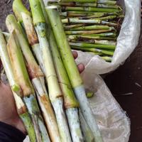 Gambar bibit rumput pakchong 1kg stek rumput pakcong pakan ternak domba kambing sapi Tanaman dari jehan farm bogor undefined 1 Tokopedia