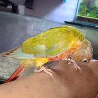 Gambar pineapple conure burung nuri jinak dari luak kampus petshop undefined 3 Tokopedia