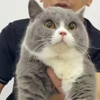 Gambar kucing bsh munchkin bicolor import jantan dari noecolection cathouse undefined 2 Tokopedia
