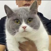 Gambar kucing bsh munchkin bicolor import jantan dari noecolection cathouse undefined 1 Tokopedia