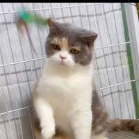 Gambar kucing bsh import female 11 bulan calico pedigree wcf dari noecolection cathouse undefined 3 Tokopedia