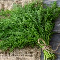 Gambar Benih Bibit Tanaman Herbal Dill Bouquet 50 Biji - Untuk Bumbu Masakan dari Camelia Flowers undefined 5 Tokopedia