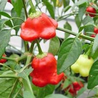 Gambar Biji Benih Bibit Cabe Bishop Crown Pepper Cabai Pedas Bentuk Mahkota dari Dahlia Farm undefined 4 Tokopedia