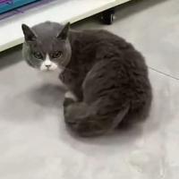 Gambar kucing bsh munchkin bicolor import jantan dari noecolection cathouse undefined 3 Tokopedia