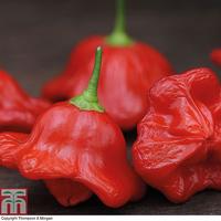 Gambar Biji Benih Bibit Cabe Bishop Crown Pepper Cabai Pedas Bentuk Mahkota dari Dahlia Farm undefined 5 Tokopedia