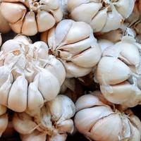 Gambar Bawang Putih Banci Fresh dari Apagam Jaya undefined 1 Tokopedia