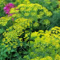 Gambar Benih Bibit Tanaman Herbal Dill Bouquet 50 Biji - Untuk Bumbu Masakan dari Camelia Flowers undefined 1 Tokopedia