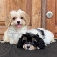 Gambar Anjing Cavapoo puppies dari DOG SOCIETY KENNEL undefined 1 Tokopedia