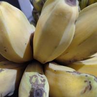 Gambar Pisang Kepok persisir dari Malakeyashop undefined 2 Tokopedia