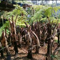Gambar tanaman pakis monyet besar 200cm tanaman hias pakis dari herbs&plants store undefined 1 Tokopedia