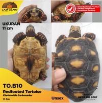 Gambar Redfoot Tortoise Kura Kolektor Item, Chelonoidis Carbonarius - Adult dari LAZY LIZARD AVIAGRAPHY undefined 1 Tokopedia