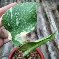 Gambar Monthai Platinum varigata/tanaman hias rare dari nursery dheanty tanaman undefined 1 Tokopedia