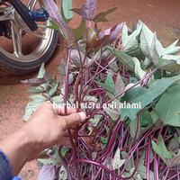 Gambar paket 10 Bibit stek ubi jalar ungu/bibit tanaman ubi jalar ungu dari herbal store asli alami undefined 2 Tokopedia