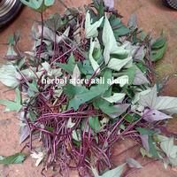 Gambar paket 10 Bibit stek ubi jalar ungu/bibit tanaman ubi jalar ungu dari herbal store asli alami undefined 5 Tokopedia