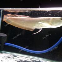 Gambar Arwana silver red grade A sortiran 30 cm - 20 CM dari onefish.id undefined 4 Tokopedia