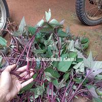 Gambar paket 10 Bibit stek ubi jalar ungu/bibit tanaman ubi jalar ungu dari herbal store asli alami undefined 3 Tokopedia
