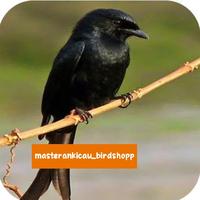 Gambar burung srigunting hitam dewasa gagah ganteng dari masterankicaubirdshopp undefined 1 Tokopedia