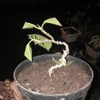 Gambar bonsai program shito. jenis ficus callosa dari Betta Farm Padjadjaran undefined 4 Tokopedia