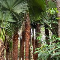 Gambar Palem Sinensis // Livistona Chinensis // Tinggi 5 Meter dari Rizky Palm undefined 2 Tokopedia